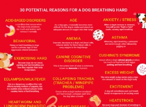 Pes těžce dýchá:30 důvodů, proč a co dělat
