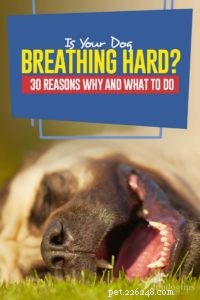 Hund andas hårt:30 skäl till varför och vad man ska göra