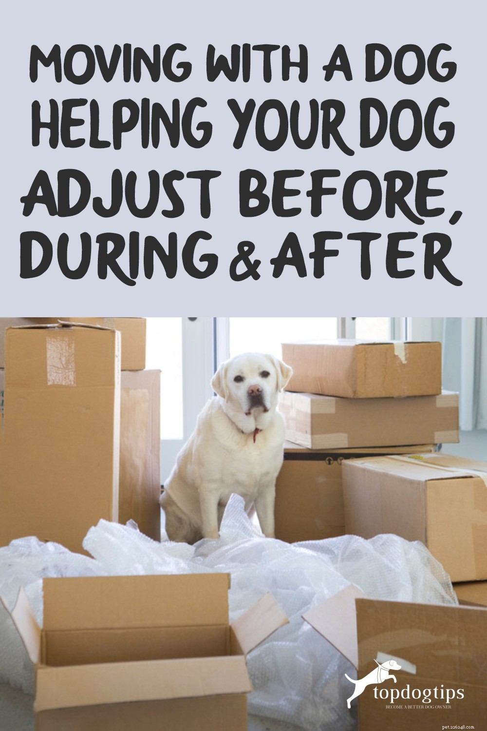 Verhuizen met een hond [Uw hond helpen zich aan te passen voor, tijdens en na]
