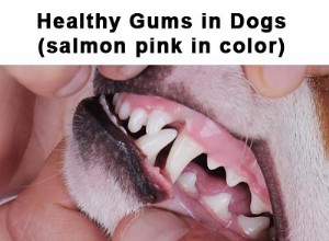 Bledé dásně u psů:Co to znamená a co dělat
