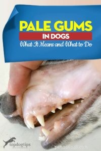 Blek tandkött hos hundar:vad det betyder och vad man ska göra