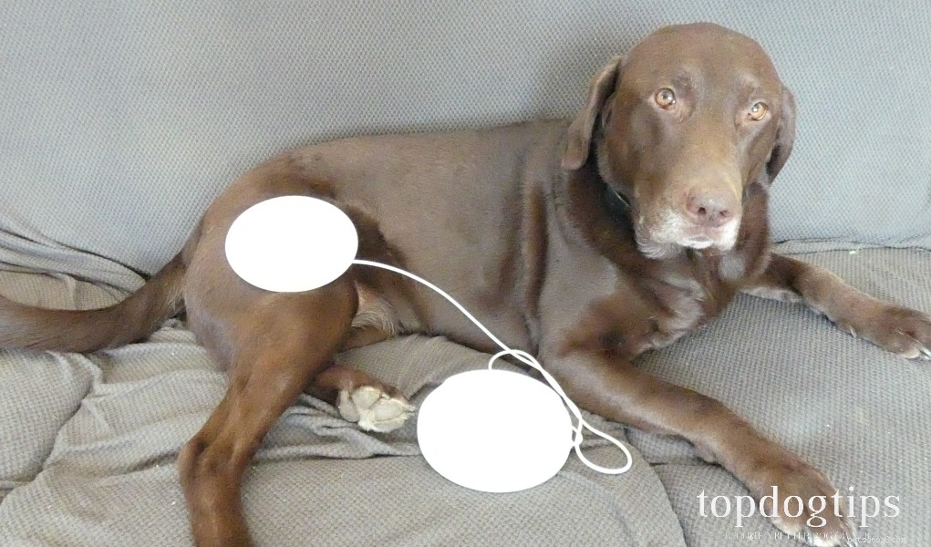 검토:VX Pet Magic 전자기 치료기
