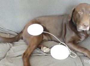 Recenze:Zařízení pro elektromagnetickou terapii VX Pet Magic 