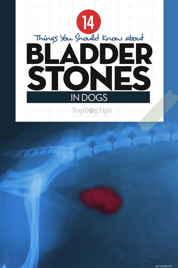 Kameny v močovém měchýři u psů:domácí léčba a veterinární léčba