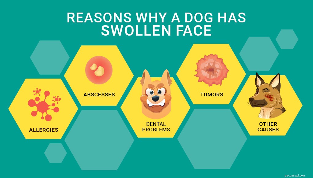 Опухшее лицо собаки:5 причин, почему и что делать