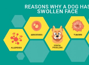Oteklý obličej psa:5 důvodů, proč a co dělat