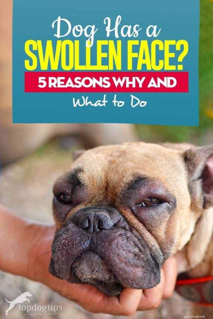 Gezwollen gezicht van een hond:5 redenen waarom en wat te doen