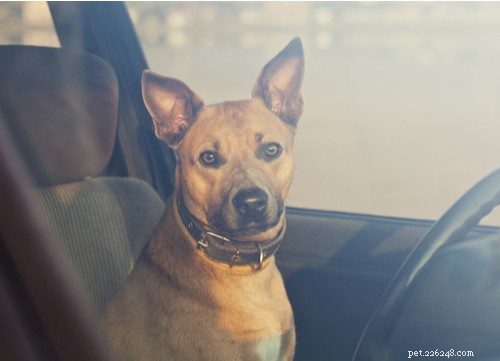 Lasciare un cane in un auto calda, non farlo