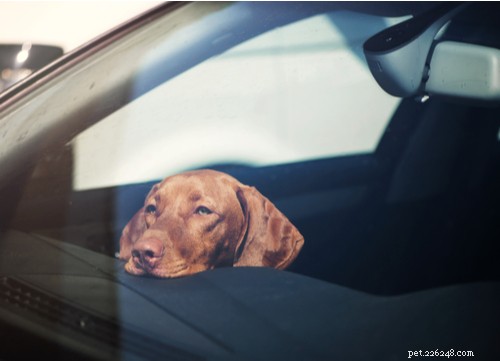 Не оставляйте собаку в горячей машине
