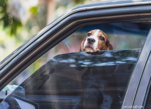 Не оставляйте собаку в горячей машине