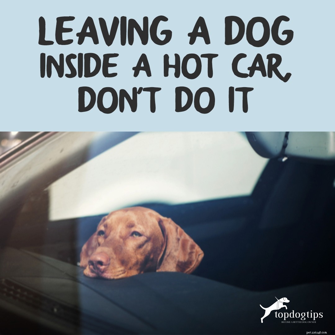 뜨거운 차 안에 개를 두지 마십시오.