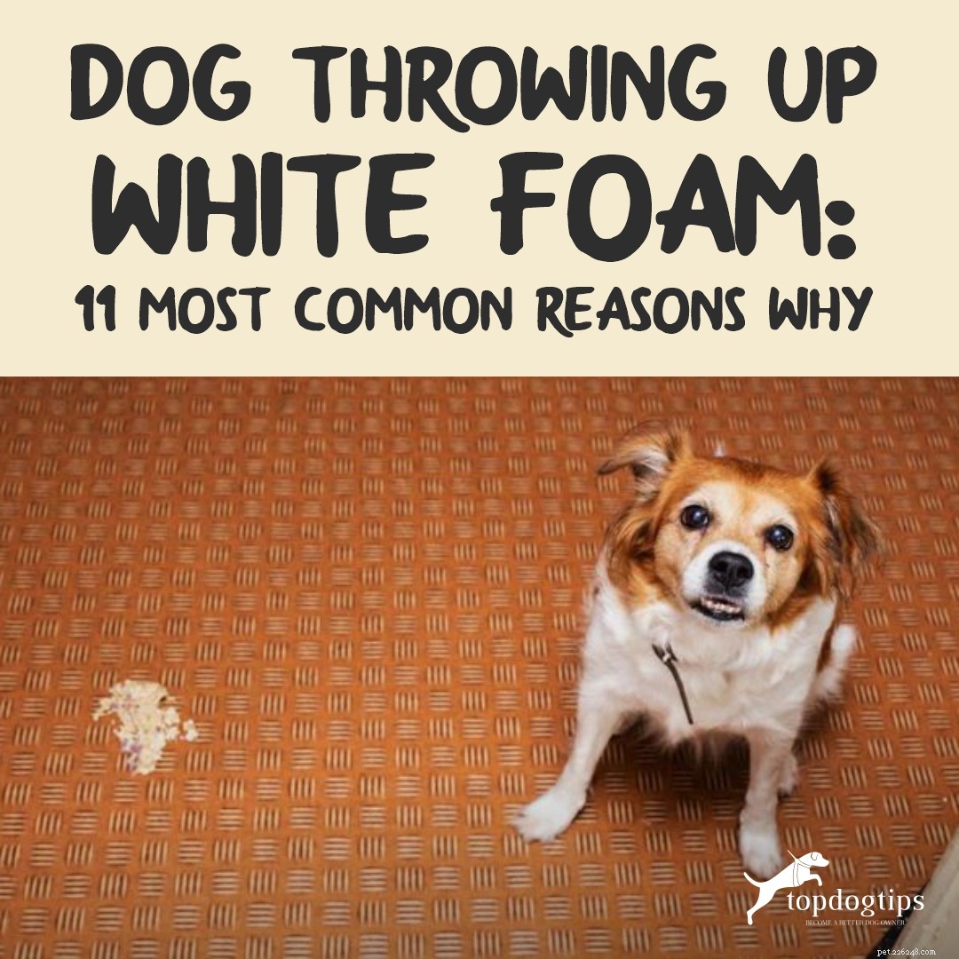 Cão vomitando espuma branca:11 motivos mais comuns