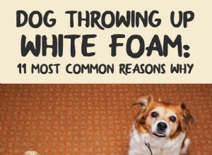 개가 하얀 거품을 토하는 것:가장 흔한 11가지 이유