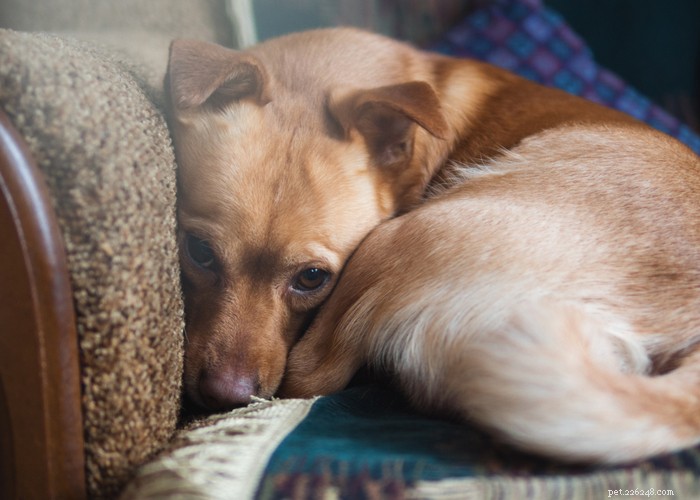 Что вы можете сделать, чтобы облегчить тревогу разлуки у вашей собаки после Covid