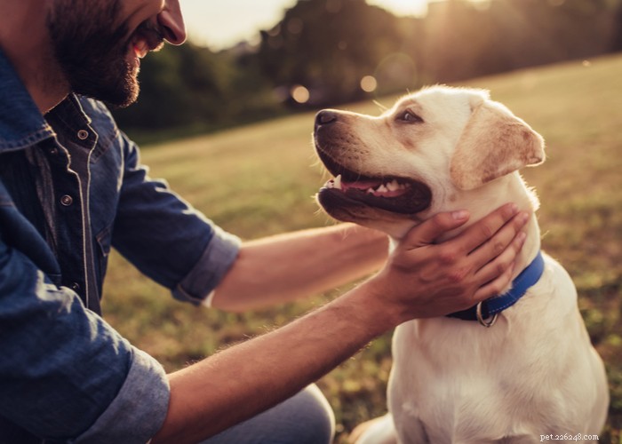 Věci, které můžete udělat pro zmírnění úzkosti z odloučení u vašeho psa po Covidu