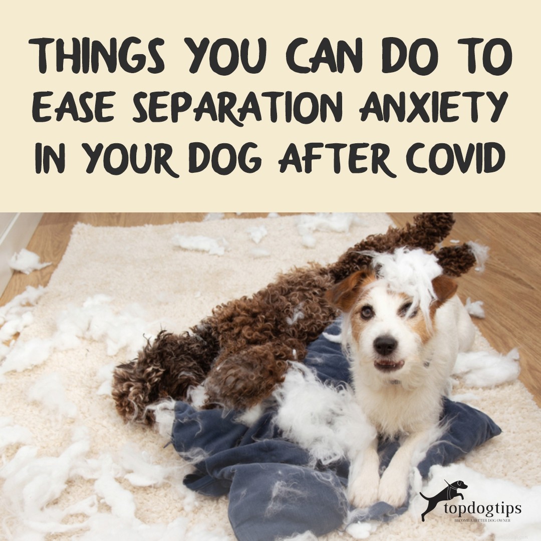 Dingen die u kunt doen om de scheidingsangst bij uw hond na Covid te verlichten