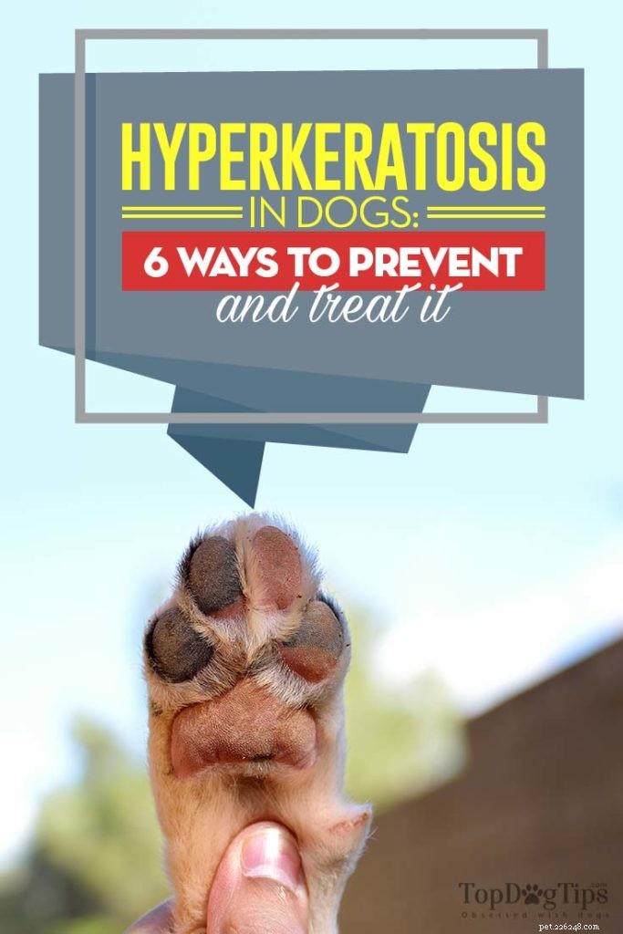 Hyperkeratos hos hundar:Hur man hanterar det