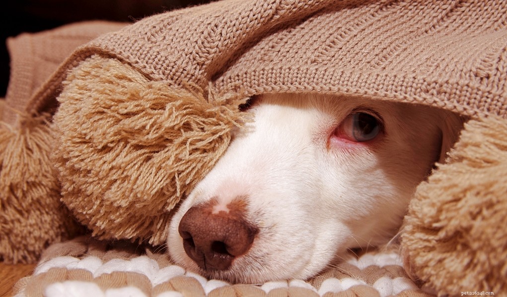 Как успокоить собак во время грозы