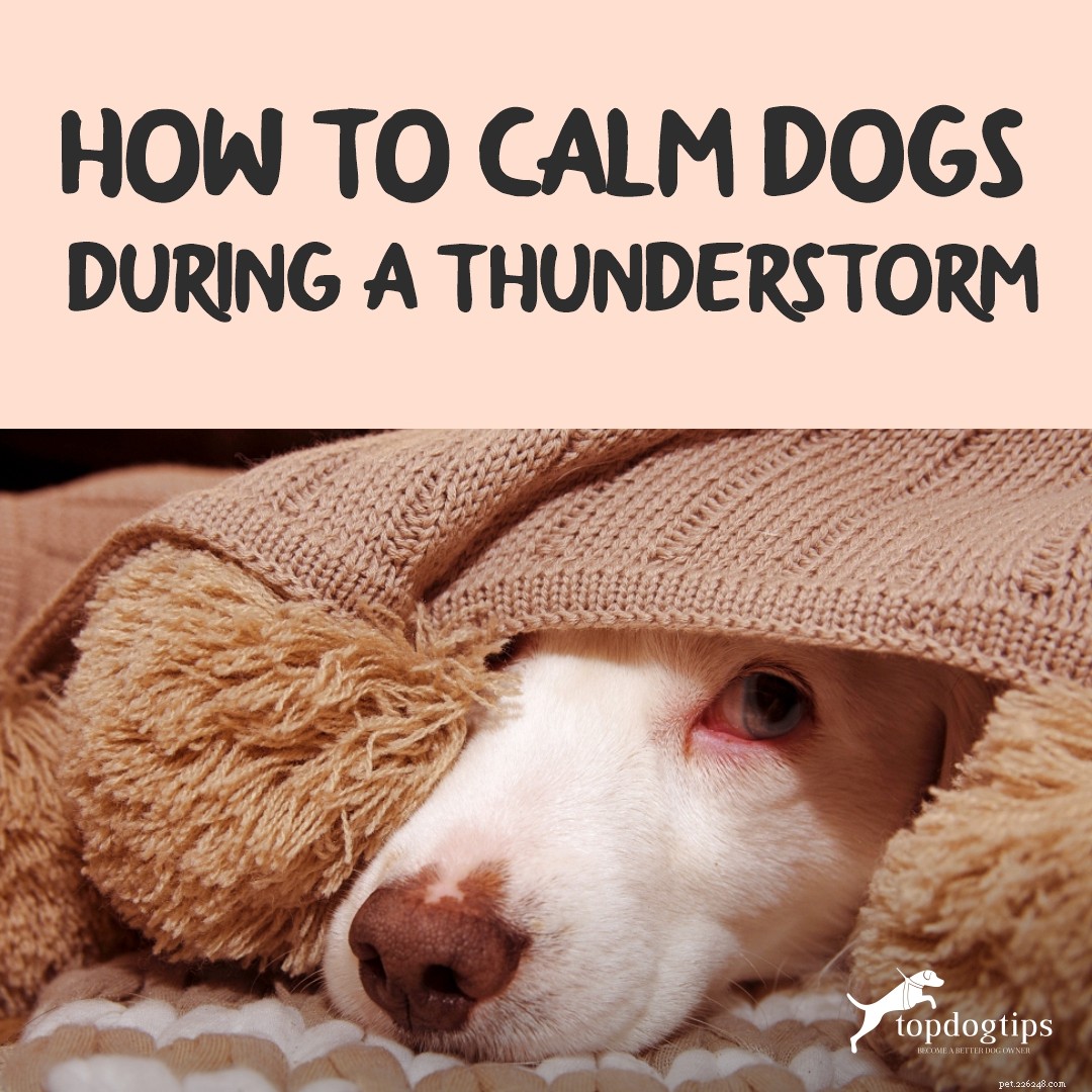 Hoe u honden kunt kalmeren tijdens onweer