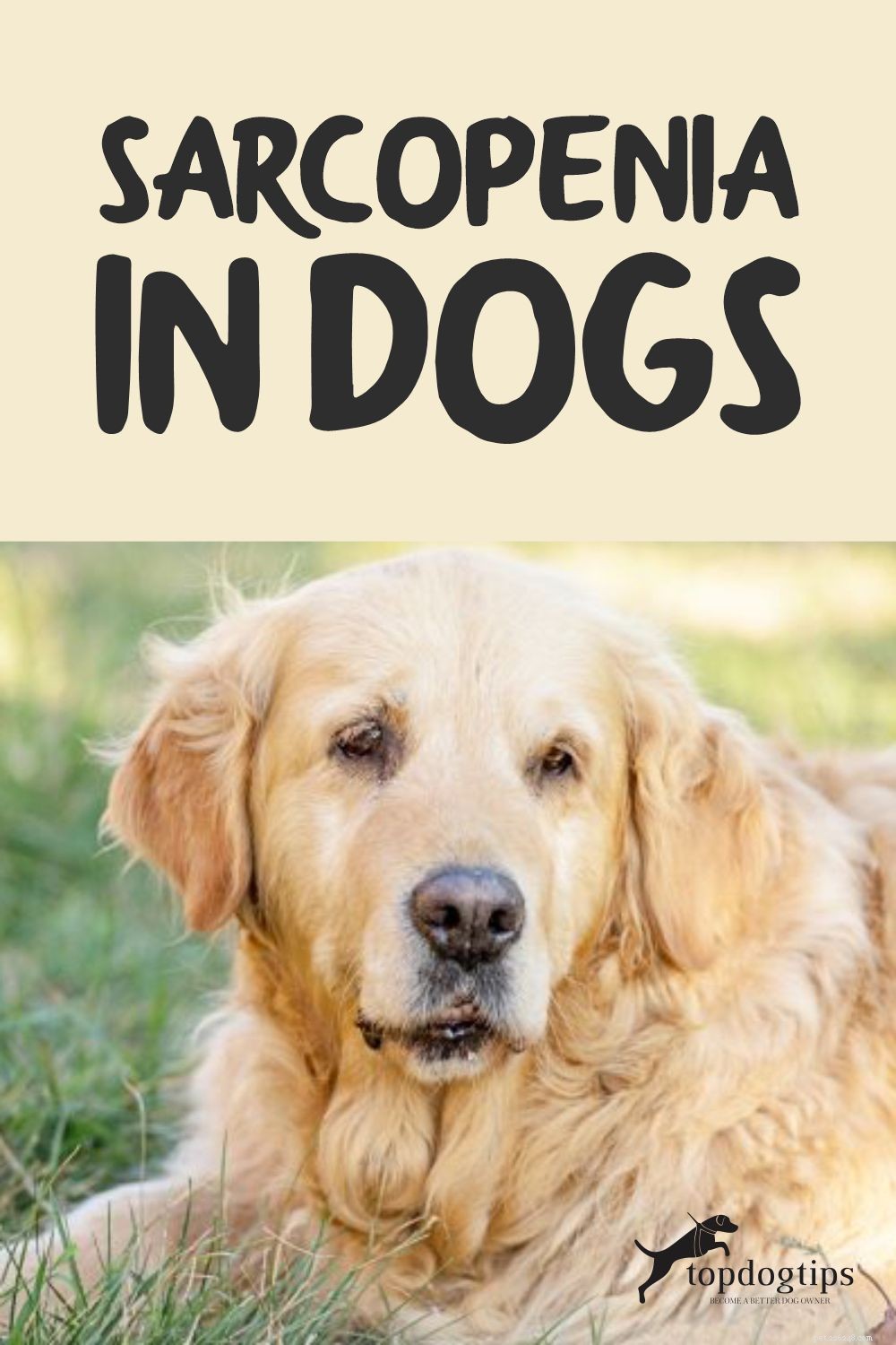 TOP #130:Sarcopenia nei cani:cos è e come trattarla?