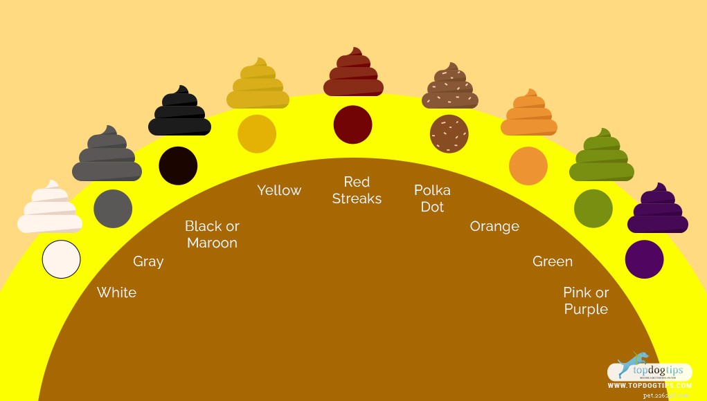 Таблица цветов собачьих какашек:что все это означает