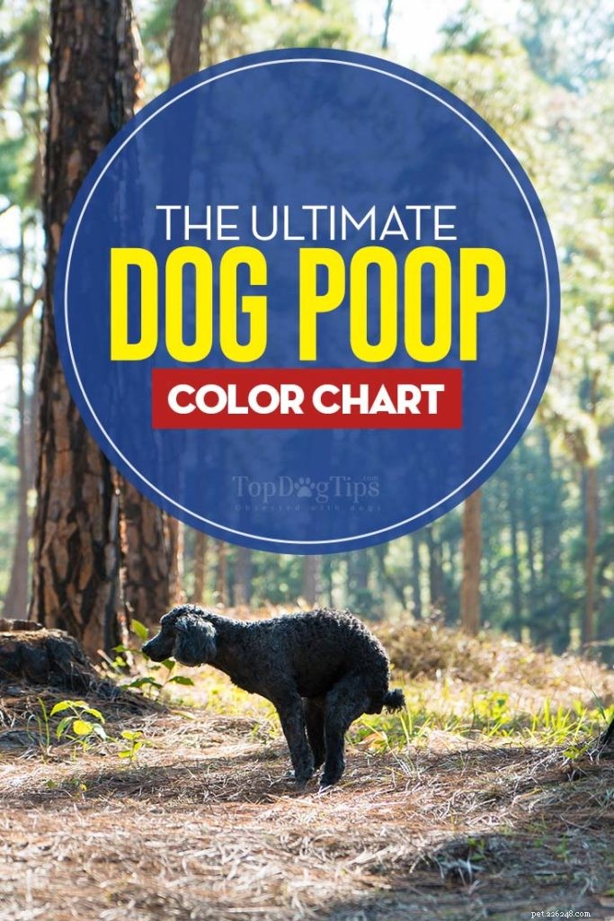 Kleurenkaart voor hondenpoep:wat het allemaal betekent