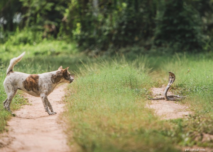 Treinamento para evitar cobras para cães