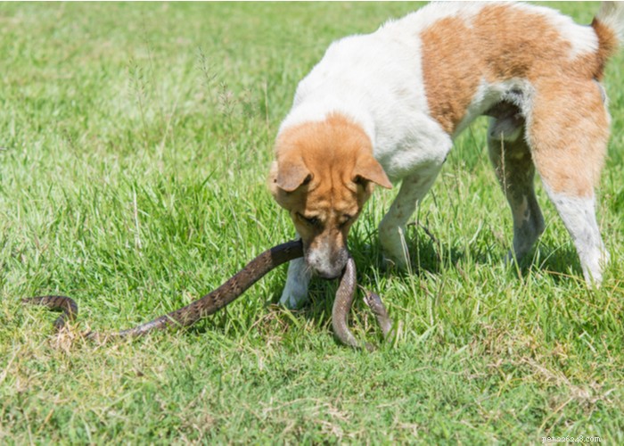 犬のためのヘビ回避トレーニング 