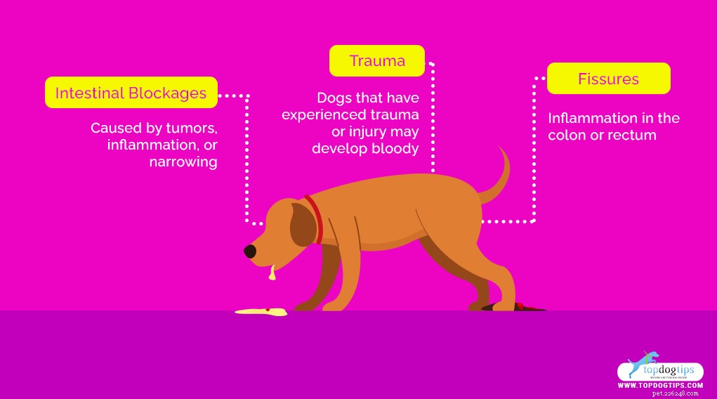 15 причин появления крови в стуле собаки