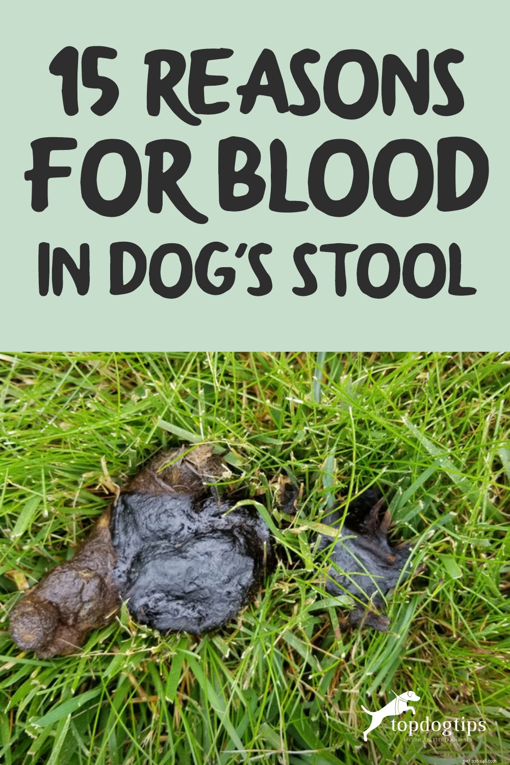 15 důvodů pro krev ve stolici psa