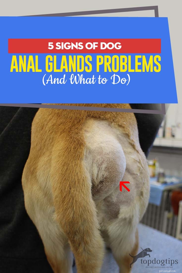 5 признаков проблем с анальными железами у собак (и что делать)