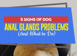犬の肛門腺の問題の5つの兆候（そして何をすべきか） 