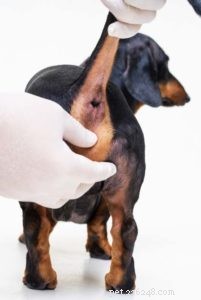 5 tekenen van problemen met de anaalklieren van honden (en wat te doen)