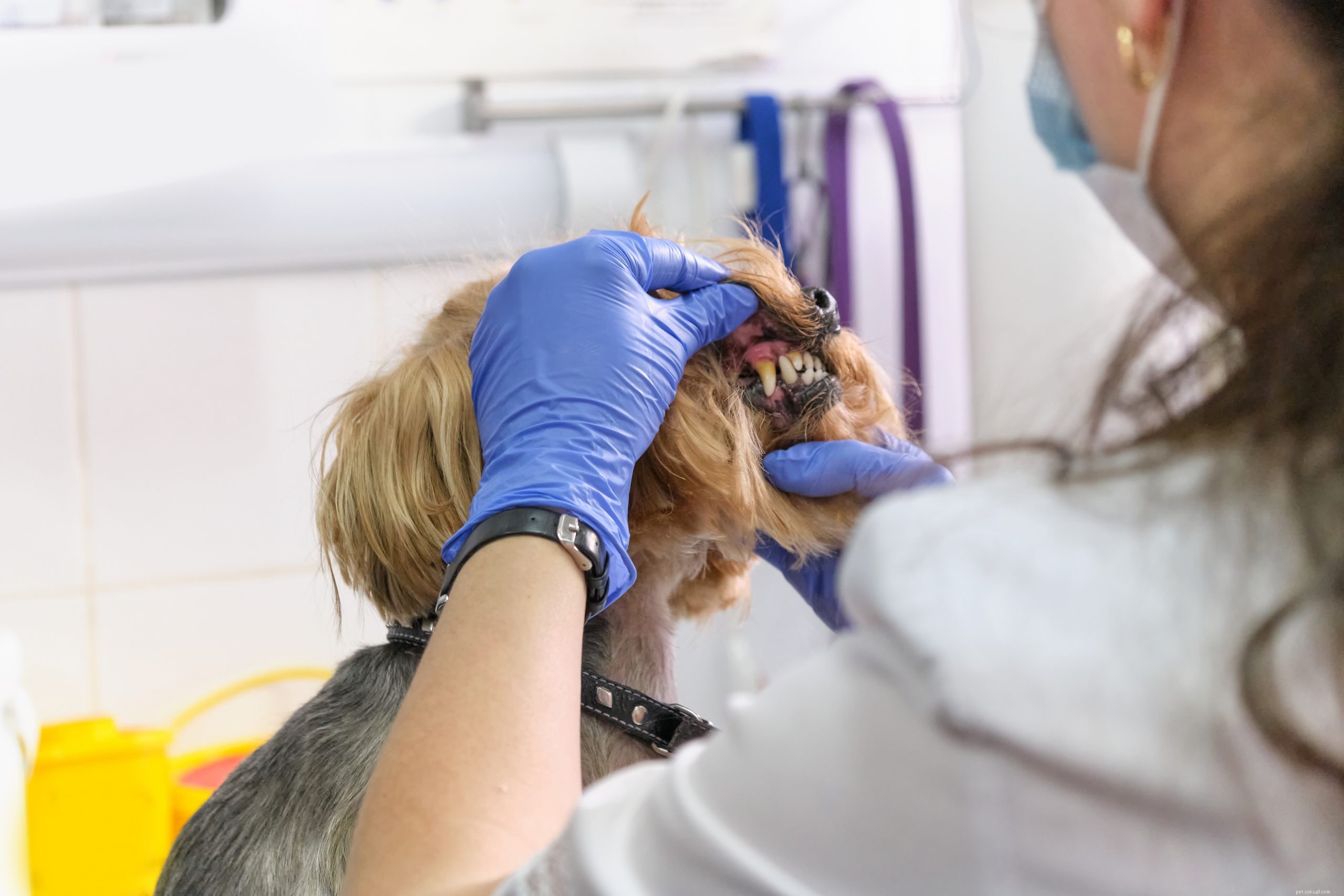 Perodontale aandoeningen bij honden:symptomen, stadia en preventie