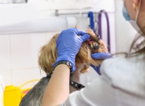 Onemocnění parodontu u psů:příznaky, stadia a prevence