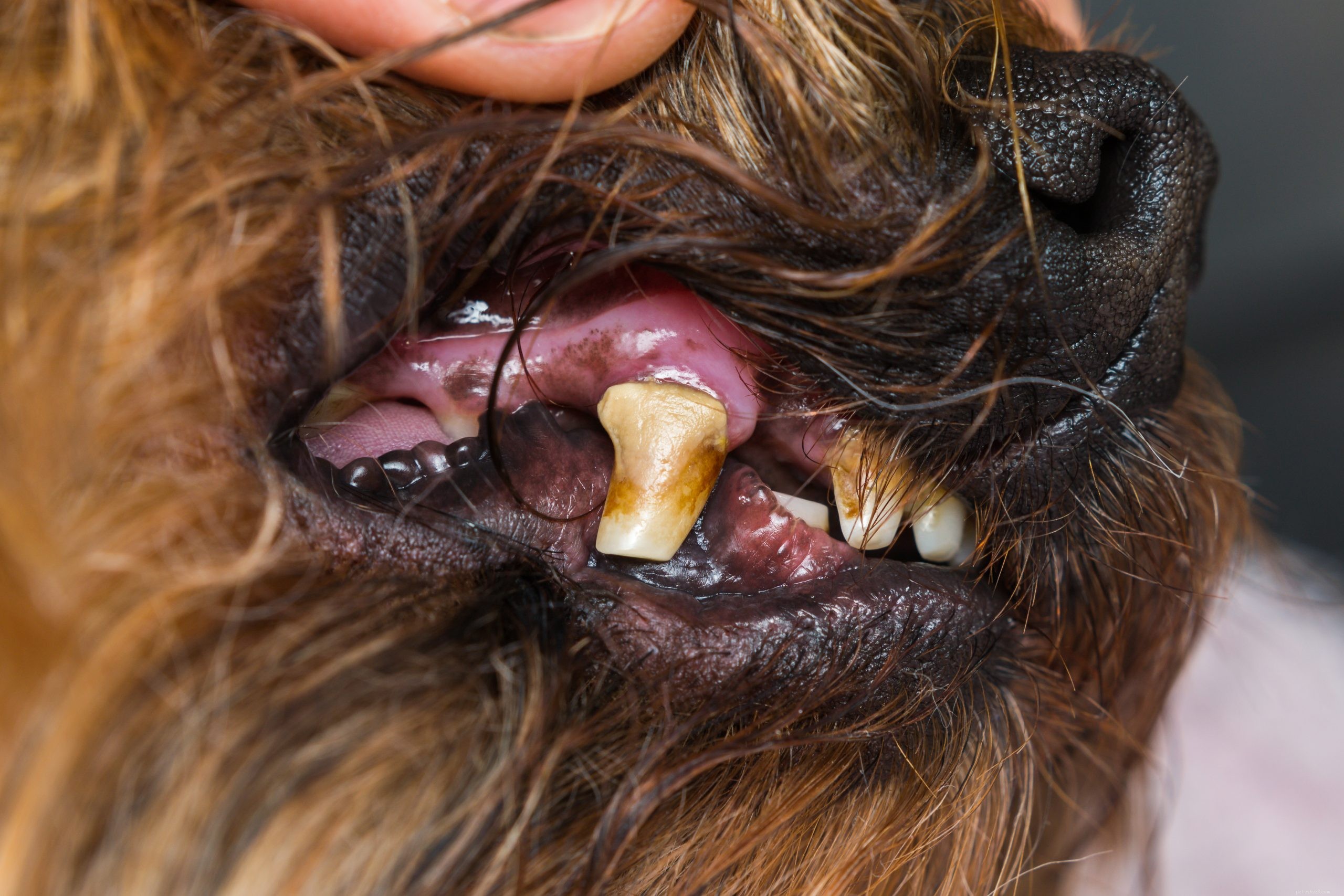 犬の歯周病：症状、病期および予防 