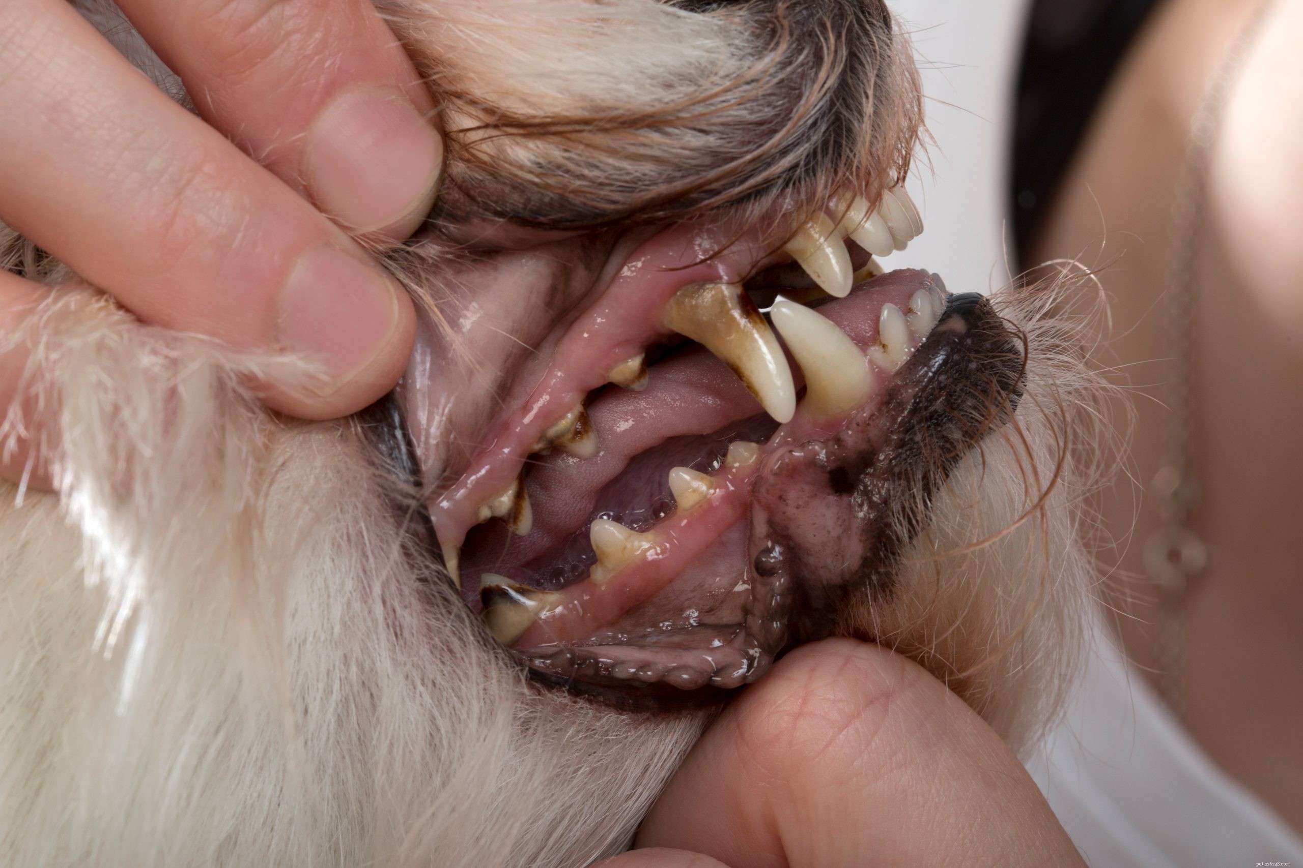 Perodontale aandoeningen bij honden:symptomen, stadia en preventie