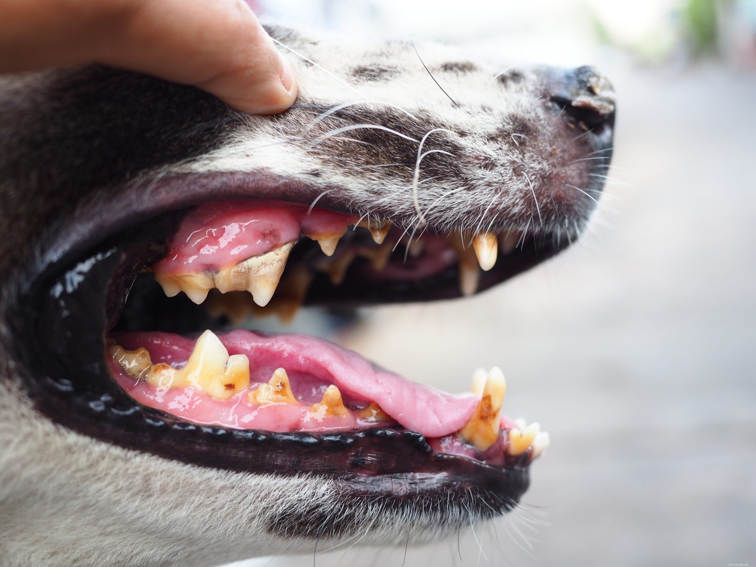 Periodontala sjukdomar hos hundar:symtom, stadier och förebyggande