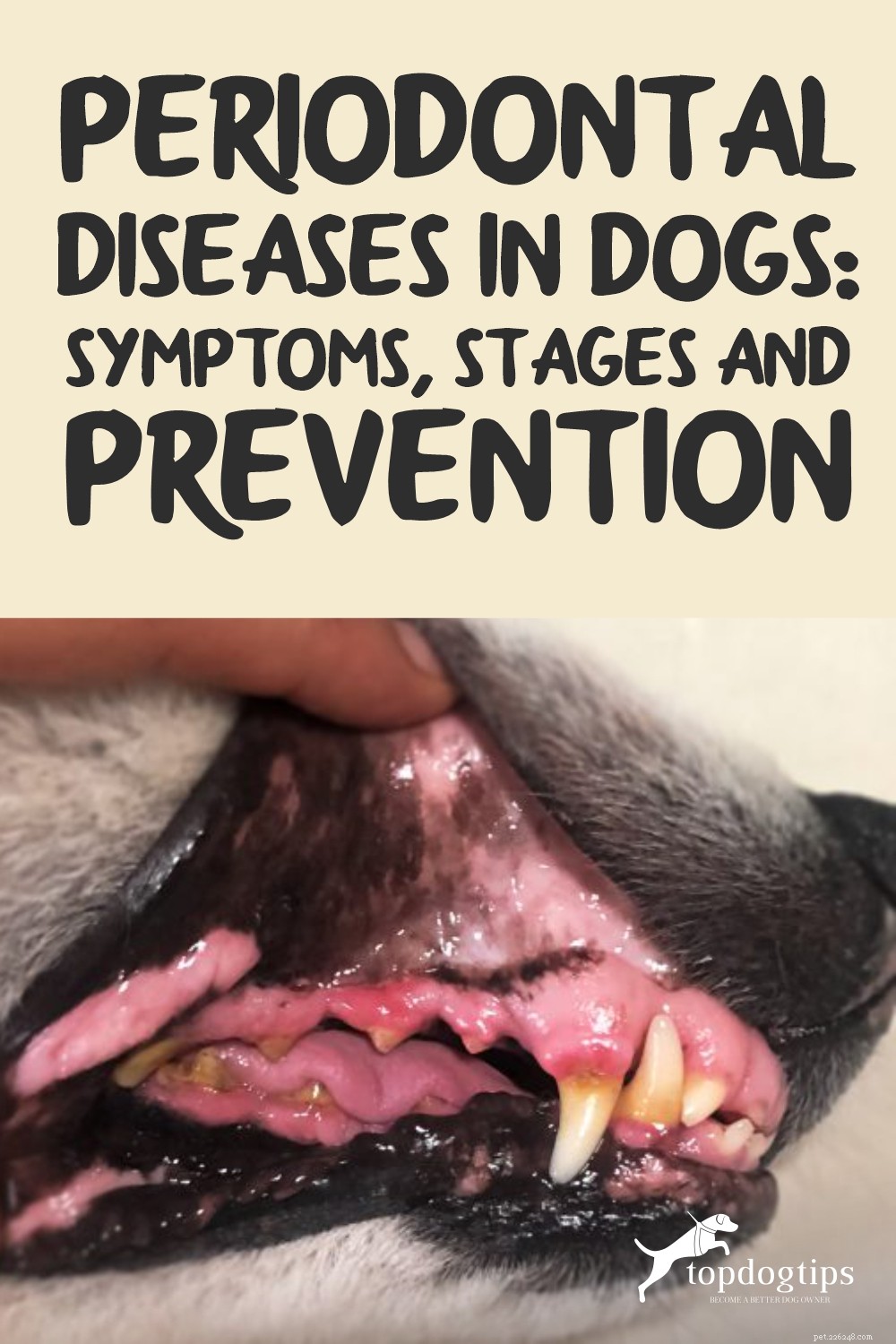 Maladies parodontales chez le chien :symptômes, stades et prévention