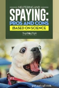 Cancellare o sterilizzare un cane:pro e contro (supportato dalla scienza)