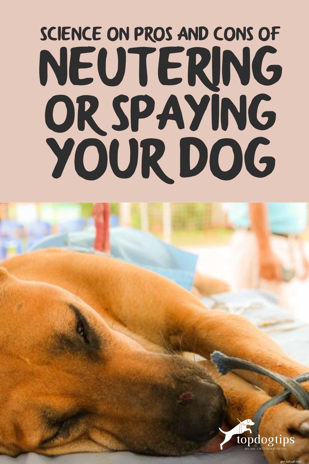 Cancellare o sterilizzare un cane:pro e contro (supportato dalla scienza)
