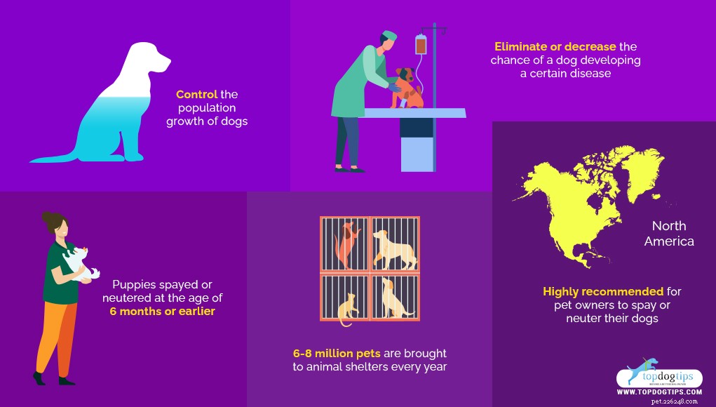 Kastování nebo kastrování psa:Klady a zápory (podloženo vědou)