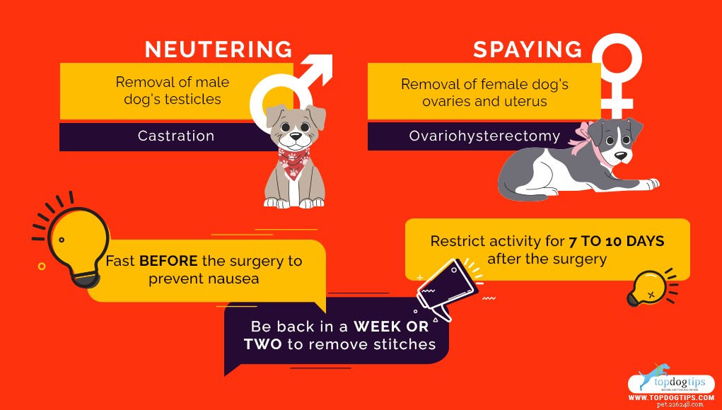 Stérilisation ou stérilisation d un chien :avantages et inconvénients (soutenus par la science)