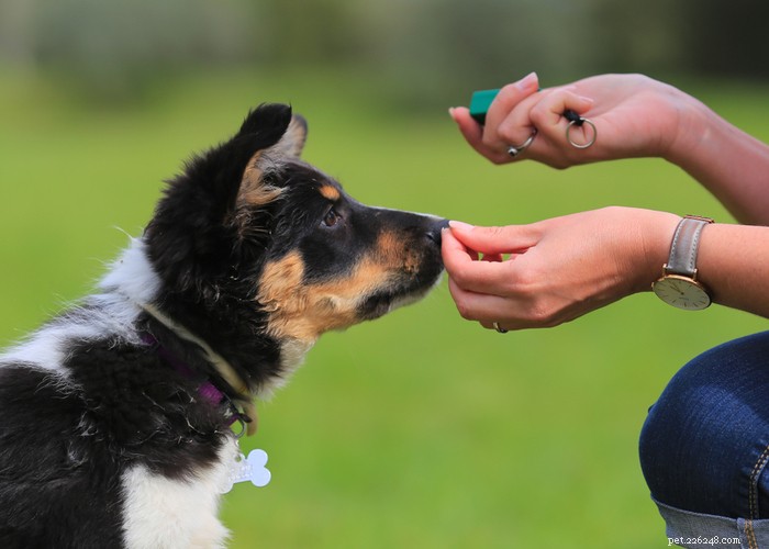 Kunnen honden krekels eten? Bedreigingen, preventietips en gids