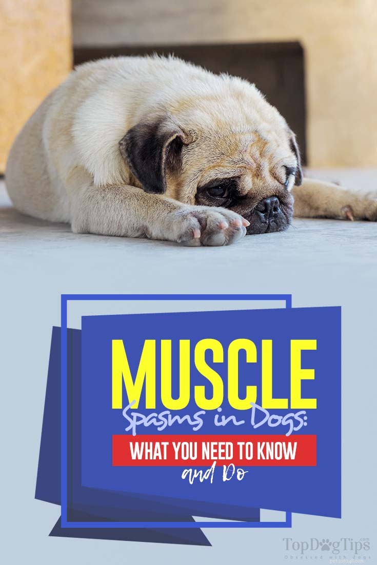 犬の筋肉のけいれん：あなたが知る必要があること（そしてすること） 