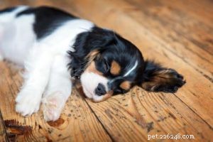 Spierkrampen bij honden:wat u moet weten (en doen)