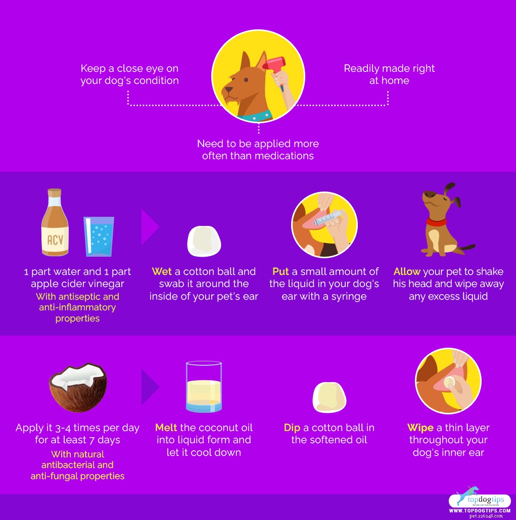 Hur man behandlar en öroninfektion hos hund