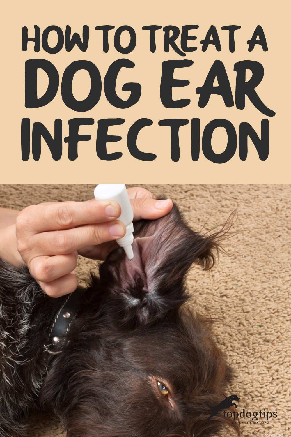 개 귀 감염 치료 방법