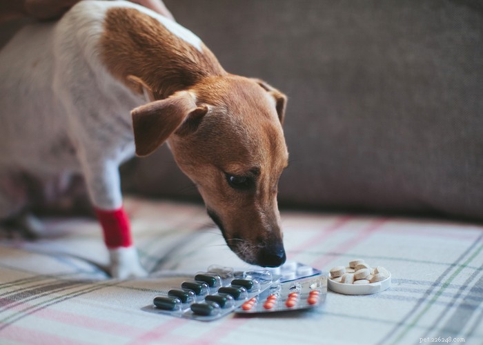 Questi sono i 6 migliori siti online di farmaci per animali domestici