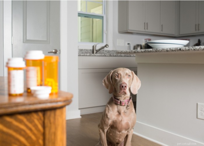 Dessa är de sex bästa webbplatserna för läkemedel för husdjur online